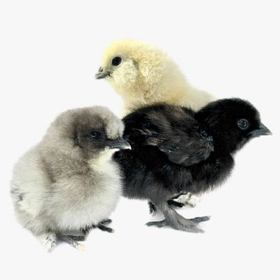 Gà Ác Giống Mới Nở