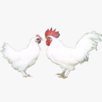 Kỹ Thuật Nuôi Gà Ác Hiệu Quả
