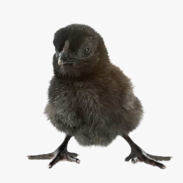 Kinh Nghiệm Nuôi Và Chăm Sóc Gà Ác