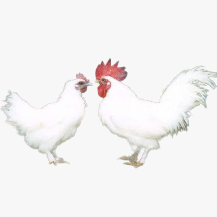 Kỹ Thuật Nuôi Gà Ác Hiệu Quả